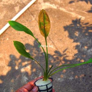 Amazon Sword aquarium plant with broad green leaves perfect for background planting in freshwater planted tank