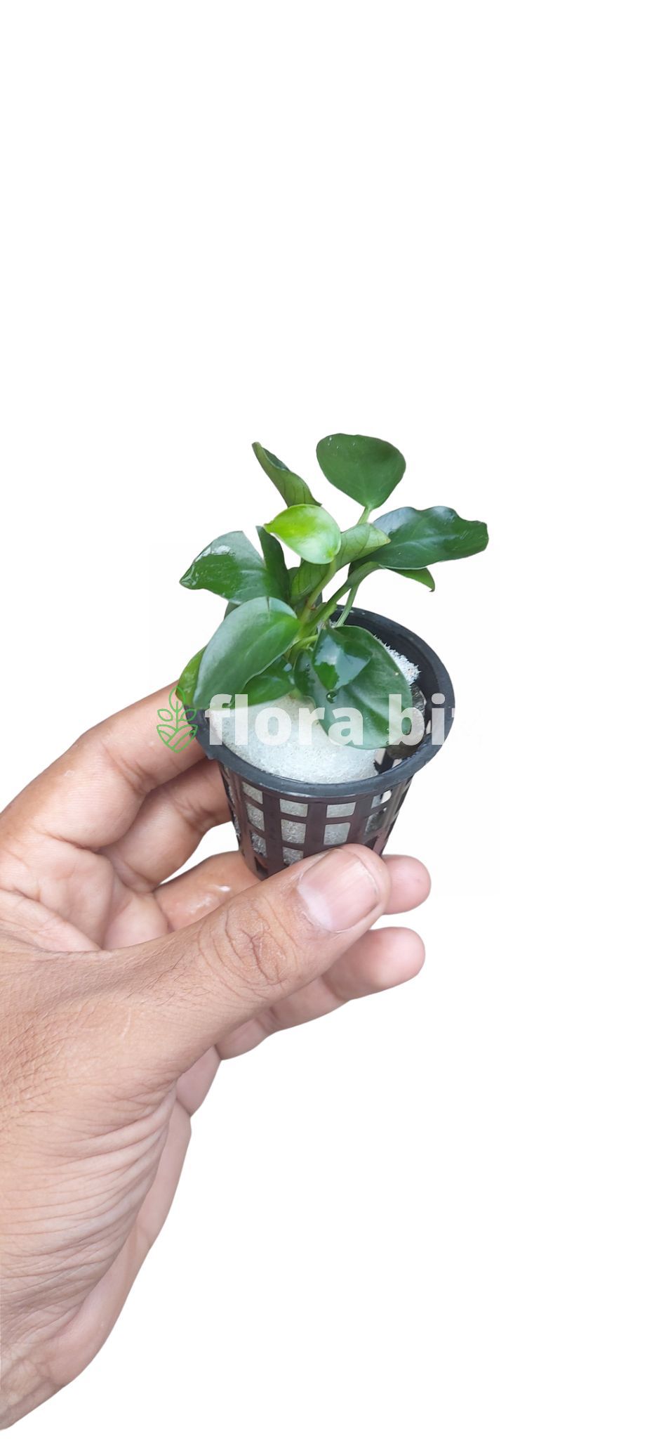 anubias nana anubias nana florabiz