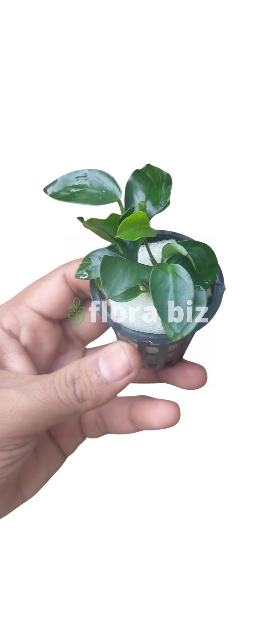 anubias nana anubias nana