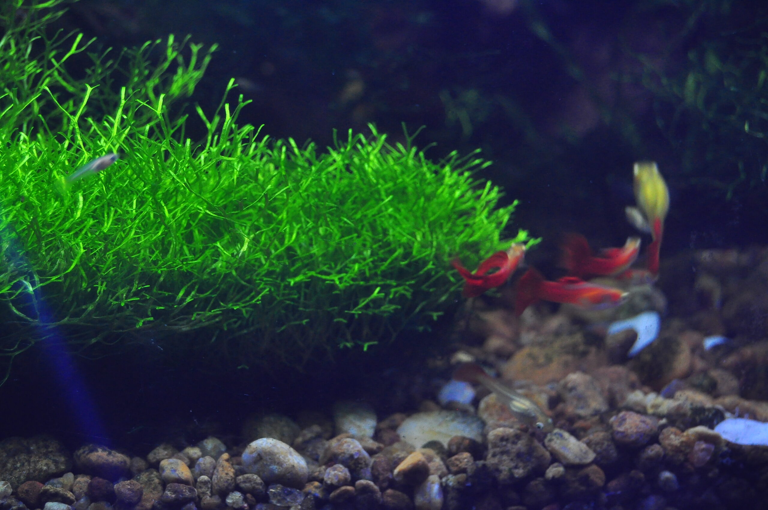 guppy fish and riccia moss
