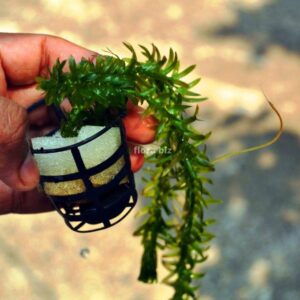 egeria densa aquarium plant fast growing oxygenating bright green dense foliage freshwater planted tank florabiz