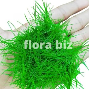 eleocharis parvula aquarium plant