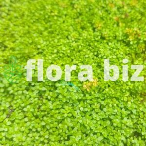 Home hemianthus cuba aquarium plant hc cuba tiny bright green round leaves dense foreground carpet aquascape planted tank florabiz