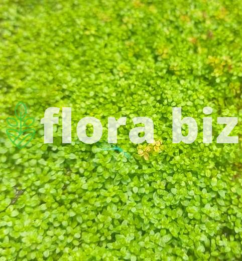Hemianthus Cuba – HC Cuba Foreground Carpet Aquarium Plant FloraBiz hemianthus cuba aquarium plant hc cuba tiny bright green round leaves dense foreground carpet aquascape planted tank florabiz