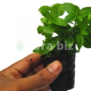hygrophila rosanervig aquarium plant sunset pink white veined leaves coloured stem freshwater planted tank florabiz