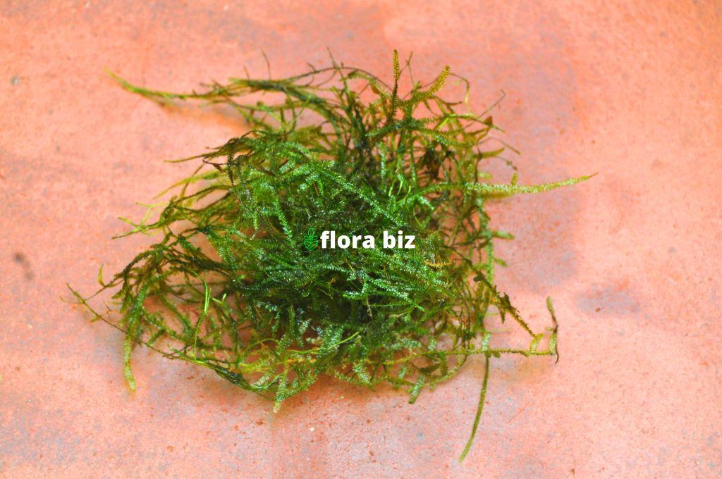java moss java moss