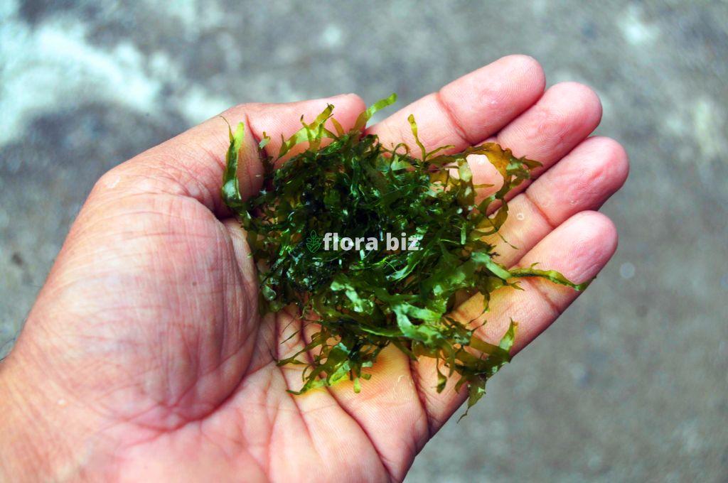 pellia moss pellia moss