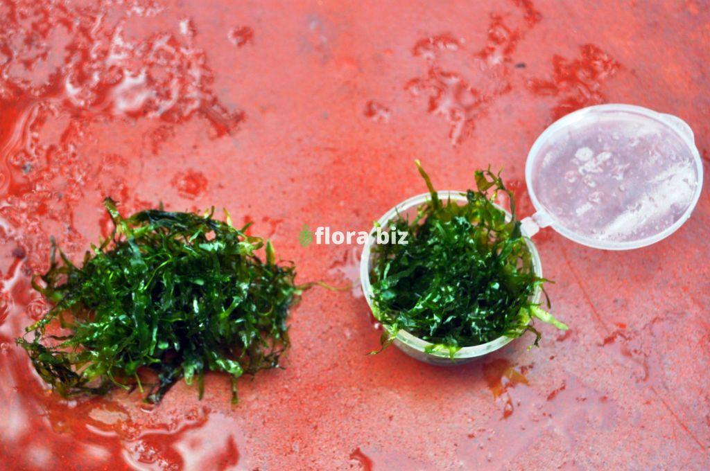 pellia moss pellia moss