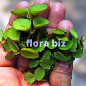 Home salvinia aquarium plant fast growing floating fern natural shade provider freshwater aquarium pond florabiz