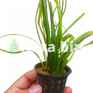 vallisneria nana aquarium plant