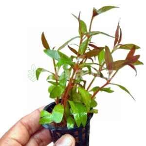 alternanthera reineckii aquarium plant vibrant red pink colourful leaves dramatic contrast background stem freshwater planted tank florabiz