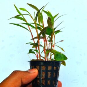 alternanthera reineckii aquarium plant vibrant red pink colourful leaves dramatic contrast background stem freshwater planted tank florabiz