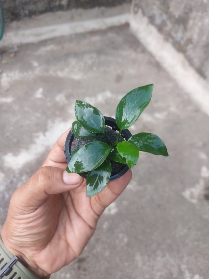 anubias nana anubias nana