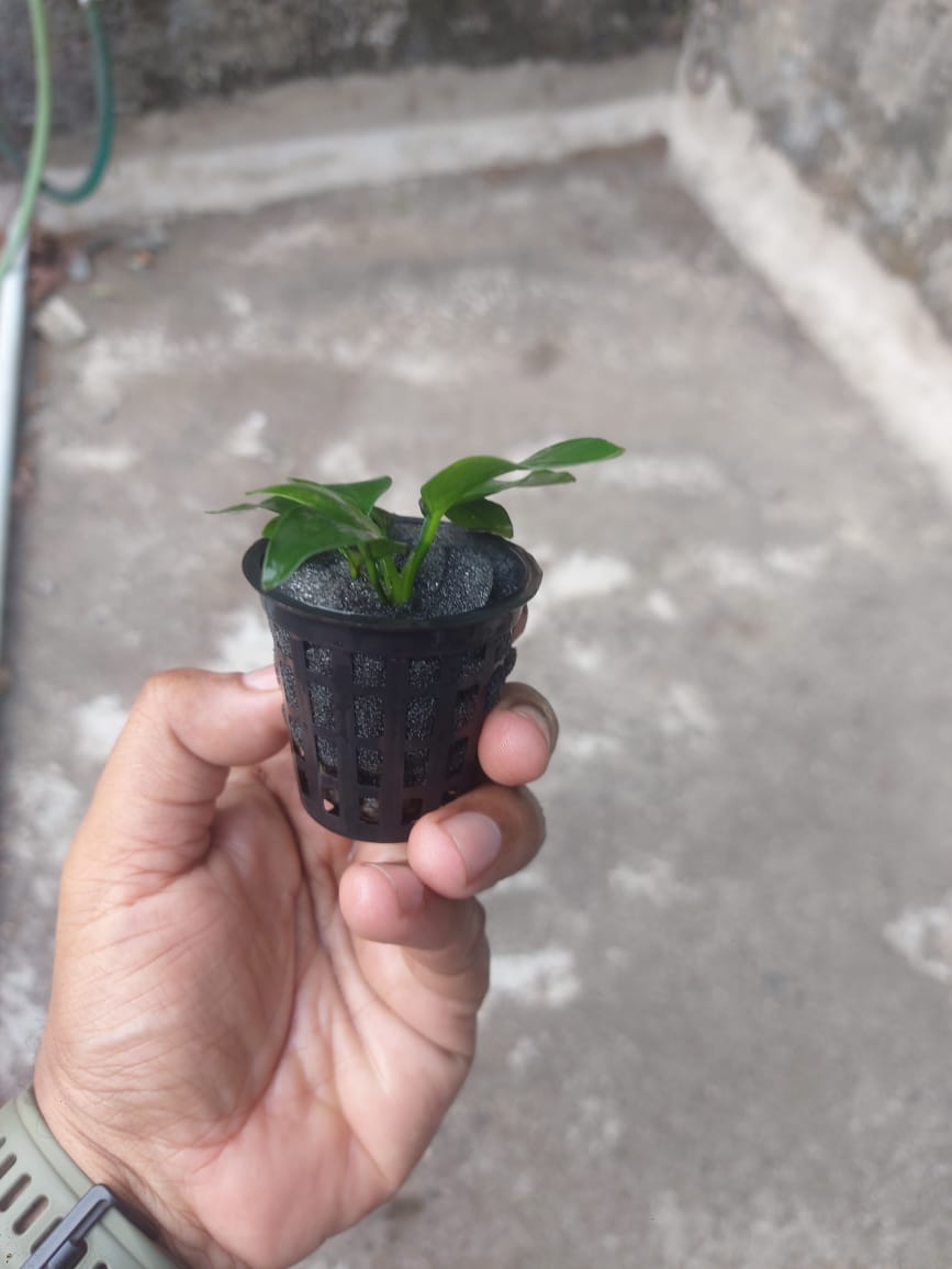 anubias nana anubias nana