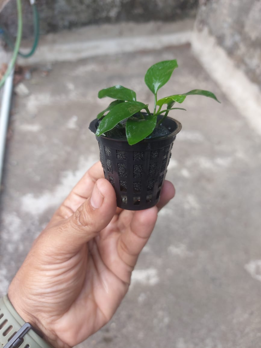 anubias nana anubias nana