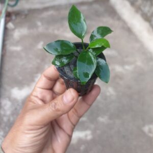 Home anubias nana aquarium plant dark green heart-shaped leaves attached driftwood freshwater shrimp tank planted aquarium florabiz