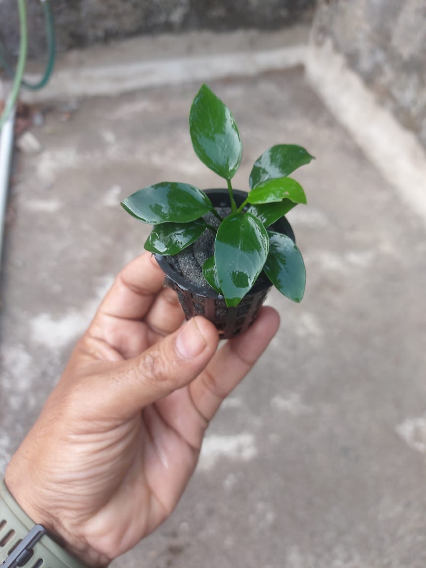 Anubias Nana – Easy Dark Green Aquarium Plant for Driftwood FloraBiz anubias nana aquarium plant dark green heart-shaped leaves attached driftwood freshwater shrimp tank planted aquarium florabiz