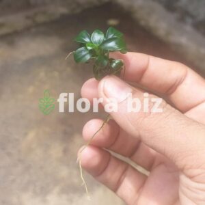 anubias nana petite aquarium plant tiny miniature dark green heart-shaped leaves nano tank foreground driftwood freshwater planted tank florabiz