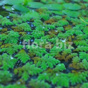 azolla aquarium plant fairy moss tiny overlapping blue green leaves floating fern natural aquarium pond florabiz