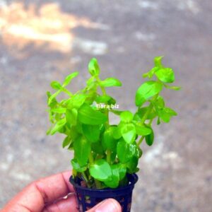 bacopa caroliniana aquarium plant lemon bacopa round bright green leaves stem plant freshwater planted tank florabiz