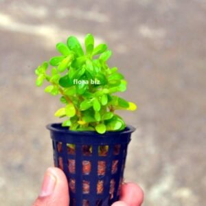 bacopa monnieri aquarium plant brahmi water hyssop compact small green leaves stem freshwater planted tank florabiz