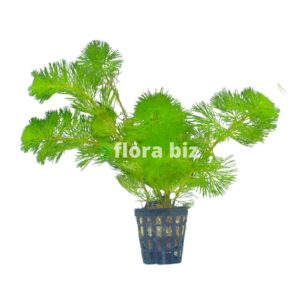 cabomba green aquarium plant feathery fan-shaped bright green whorled leaves stem freshwater planted tank florabiz