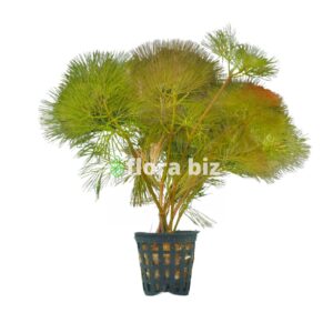 cabomba red aquarium plant red purple feathery fan-shaped whorled leaves stem freshwater planted tank florabiz