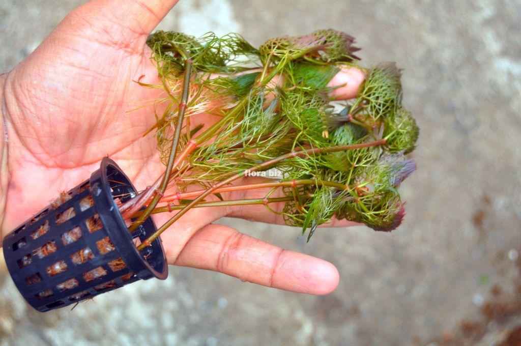 cabomba red cabomba red