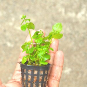 cardamine lyrata aquarium plant chinese ivy round-lobed bright green leaves delicate stems freshwater cool water planted tank florabiz