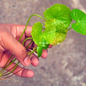 centella asiatica aquarium plant gotu kola round kidney-shaped green leaves slender stems unique freshwater planted tank florabiz