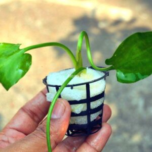 Home Cryptocoryne Alba aquarium plant with pale white green leaves ideal for midground planting in freshwater planted tank