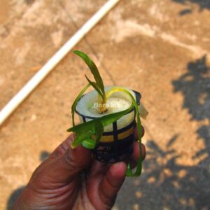 Cryptocoryne Retrospiralis aquarium plant with long narrow twisted leaves perfect for background planting in freshwater planted tank