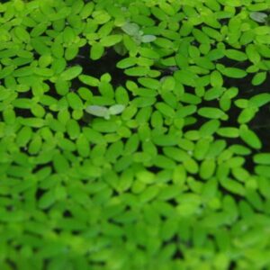 Duckweed Lemna minor aquarium plant live floating