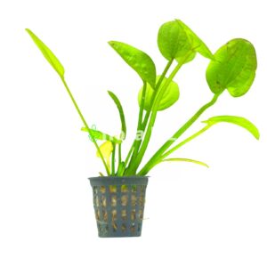 echinodorus cordifolius aquarium plant spade leaf sword large heart-shaped bright green leaves background freshwater planted tank florabiz