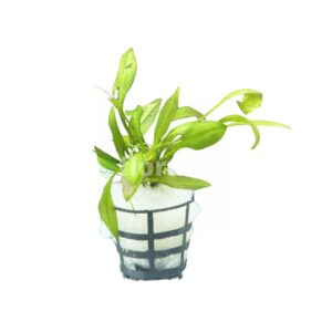 echinodorus grisebachii aquarium plant india narrow leaf amazon sword freshwater planted tank florabiz