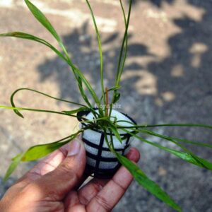 Echinodorus Tenellus Aquarium Plant Pygmy Chain Sword freshwater aquarium plant with delicate needle-like bright green leaves forming natural grass-like carpet in planted tank foreground