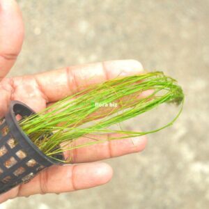 eleocharis vivipara aquarium plant umbrella hair grass unique drooping fine grass blades midground freshwater planted tank florabiz