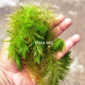 Foxtail Hornwort aquarium plant - Ceratophyllum Demersum freshwater aquarium plant with dense feathery bright green whorled leaves floating in freshwater planted tank