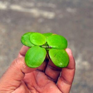 frogbit aquarium plant limnobium laevigatum round green leaves dangling roots floating freshwater shrimp tank florabiz