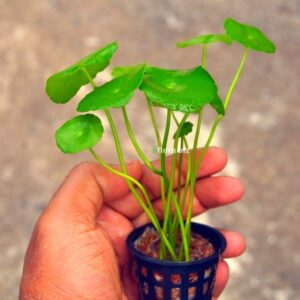 Home hydrocotyle verticillata aquarium plant penny wort round coin-shaped leaves slender stems foreground freshwater planted tank florabiz