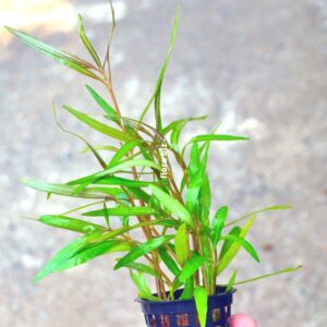 hygrophila araguaia aquarium plant rare bronze green leaves reddish undersides midground stem freshwater planted tank florabiz