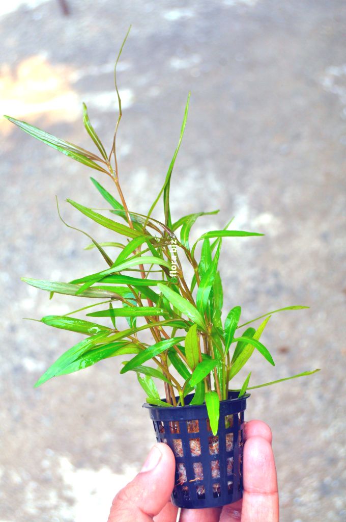 Hygrophila Sp Araguaia – Rare Bronze Green Stem Aquarium Plant FloraBiz hygrophila araguaia aquarium plant rare bronze green leaves reddish undersides midground stem freshwater planted tank florabiz