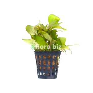 Home hygrophila corymbosa compacta aquarium plant compact temple plant broad bright green leaves midground stem freshwater planted tank florabiz