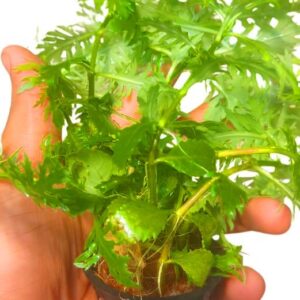 hygrophila difformis aquarium plant water wisteria deeply lobed bright green feathery leaves fast growing background stem freshwater planted tank florabiz