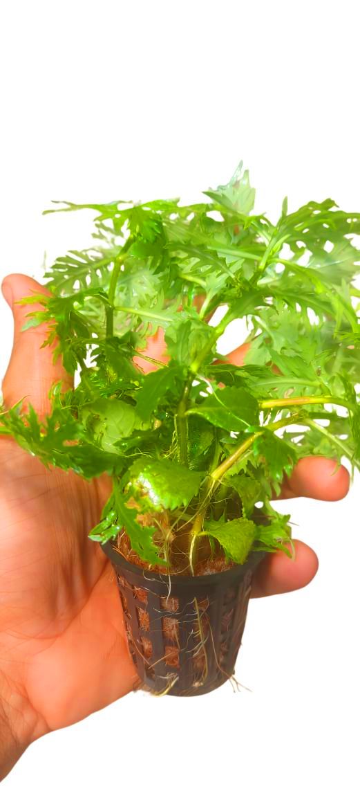 Hygrophila Difformis – Water Wisteria Easy Aquarium Plant FloraBiz hygrophila difformis aquarium plant water wisteria deeply lobed bright green feathery leaves fast growing background stem freshwater planted tank florabiz