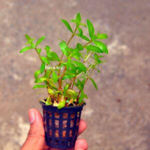 hygrophila polysperma aquarium plant easy fast growing bright green stem leaves background freshwater planted tank florabiz