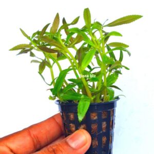 hygrophila rosanervig aquarium plant sunset pink white veined leaves coloured stem freshwater planted tank florabiz