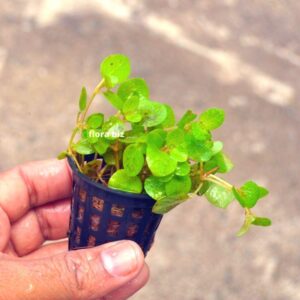 hygrophila serpyllum aquarium plant mini creeping stem tiny bright green leaves foreground midground freshwater planted tank florabiz