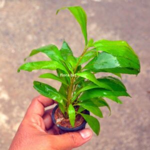 hygrophila stricta aquarium plant temple plant broad bright green leaves fast growing background stem freshwater planted tank florabiz