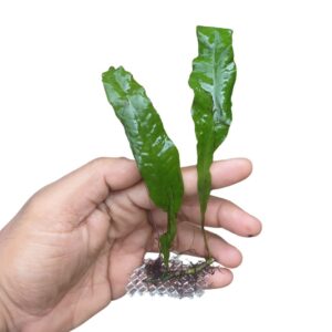 java fern aquarium plant microsorum pteropus broad green leaves driftwood rocks low light freshwater planted tank florabiz